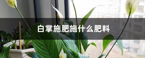 白掌施肥施什么肥料