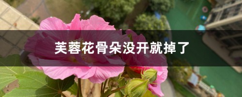 芙蓉花骨朵没开就掉了怎么办