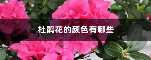 杜鹃花的颜色有哪些，特点是什么