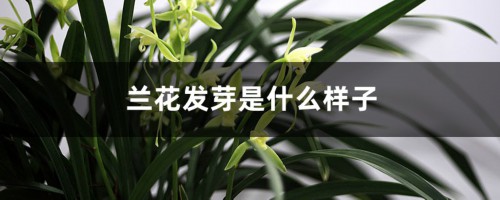 兰花发芽是什么样子，发芽后如何长得快