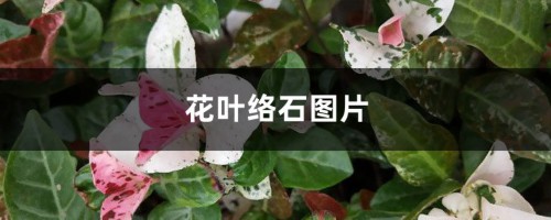 花叶络石图片