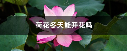 荷花冬天能开花吗，冬季如何养护