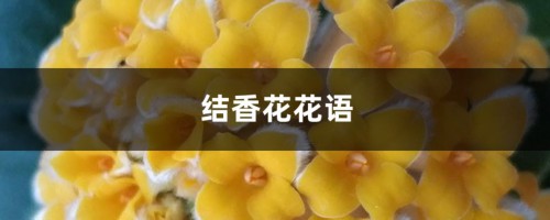 结香花的花语是什么