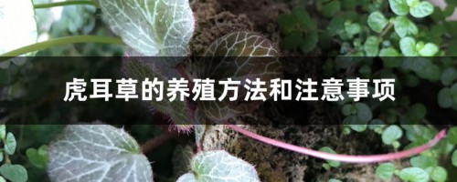 虎耳草的养殖方法和注意事项，吸水石上虎耳草怎么养