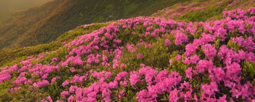 黄山适合养什么花，市花和市树是什么