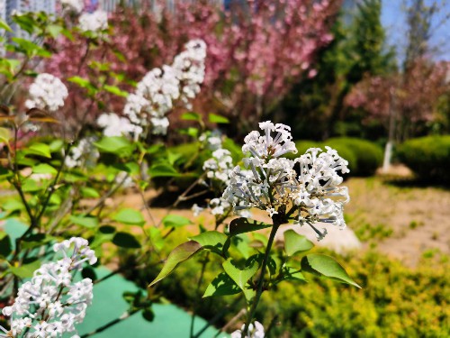 丁香花