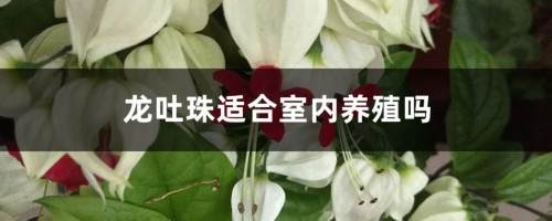 龙吐珠适合室内养殖吗