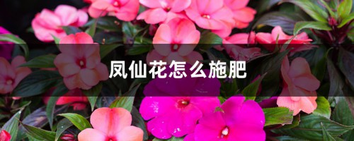 凤仙花怎么施肥，施肥过量叶子蔫了怎么办