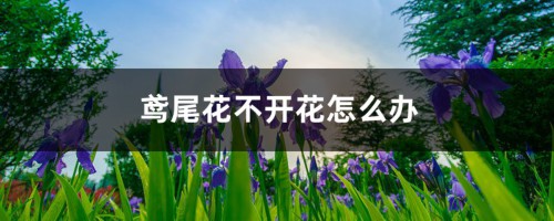 鸢尾花不开花怎么办，如何解决