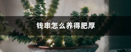 钱串怎么养才能肥厚一些