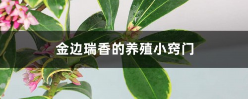 金边瑞香的养殖小窍门，一年开几次花