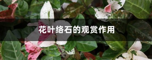 花叶络石的观赏作用