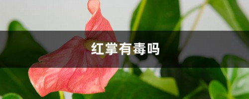 红掌有毒吗