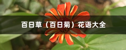 百日草（百日菊）花语大全