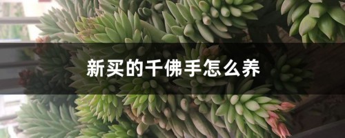 新买的千佛手怎么养