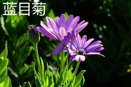 蓝目菊