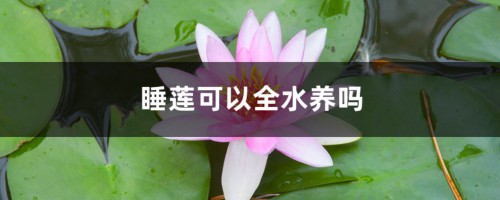 睡莲可以全水养吗