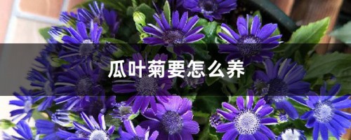 瓜叶菊要怎么养