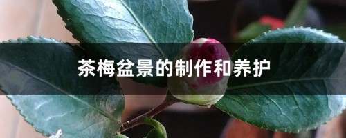 茶梅盆景的制作和养护