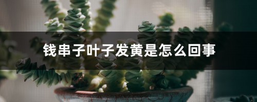 钱串子叶子发黄是怎么回事