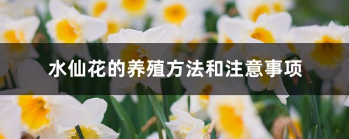 水仙花的养殖方法和注意事项