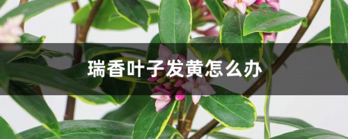 瑞香叶子发黄怎么办