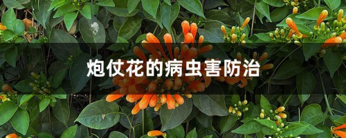 炮仗花的病虫害防治