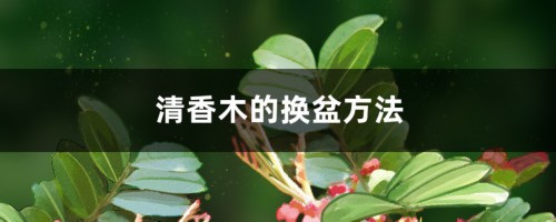 清香木的换盆方法