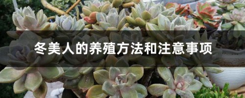 冬美人的养殖方法和注意事项