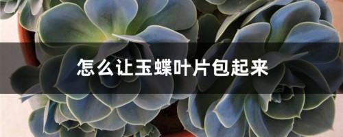 怎么让玉蝶叶片包起来，怎么养