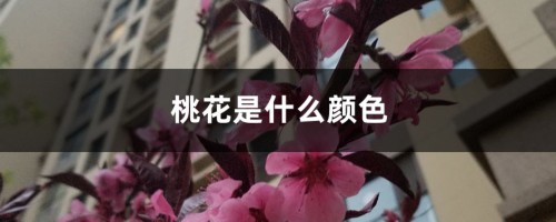 桃花是什么颜色，桃花什么季节开花