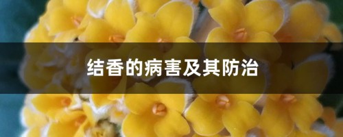 结香的病害及其防治