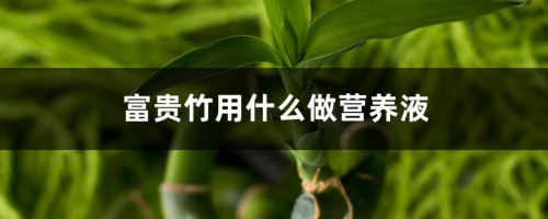 富贵竹用什么做营养液