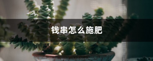 钱串怎么施肥