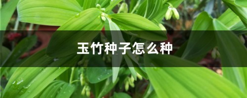 玉竹种子怎么种