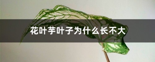 花叶芋叶子为什么长不大