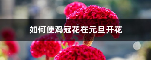 如何使鸡冠花在元旦开花