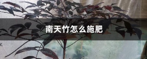 南天竹怎么施肥