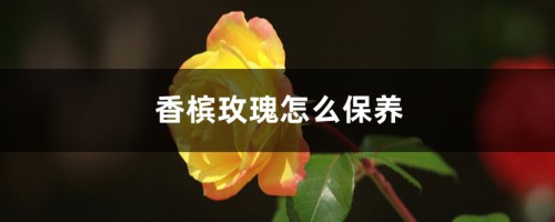 香槟玫瑰怎么保养