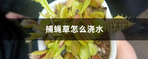 捕蝇草怎么浇水