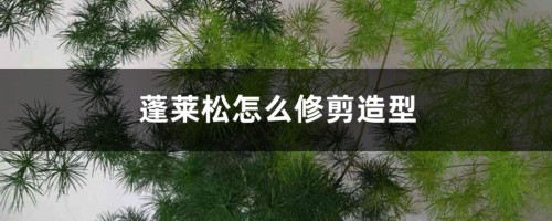 蓬莱松怎么修剪造型