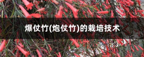 爆仗竹(炮仗竹)的栽培技术