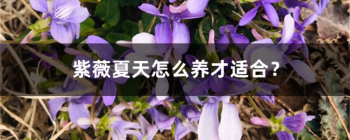 紫薇夏天怎么养才适合？