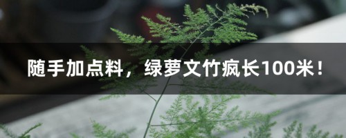 随手加点料，绿萝文竹疯长100米！