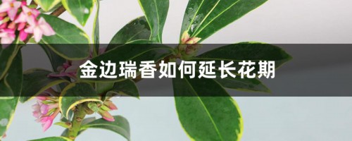 金边瑞香如何延长花期