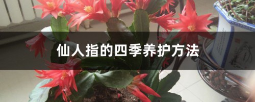 仙人指的四季养护方法