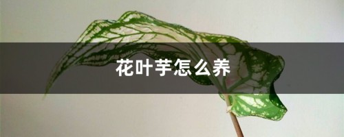 花叶芋怎么养