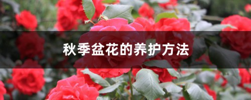 秋季盆花的养护方法