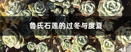 鲁氏石莲的过冬与度夏