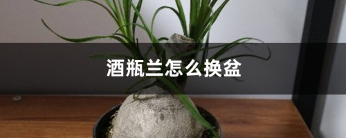 酒瓶兰怎么换盆